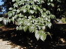 Ulmus carpinifolia